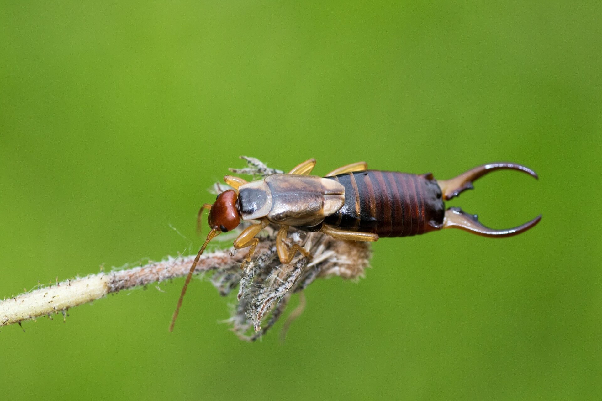 ᐅ Ohrenkneifer bekämpfen: Ob & wie man die Insekten bekämpft [2022]