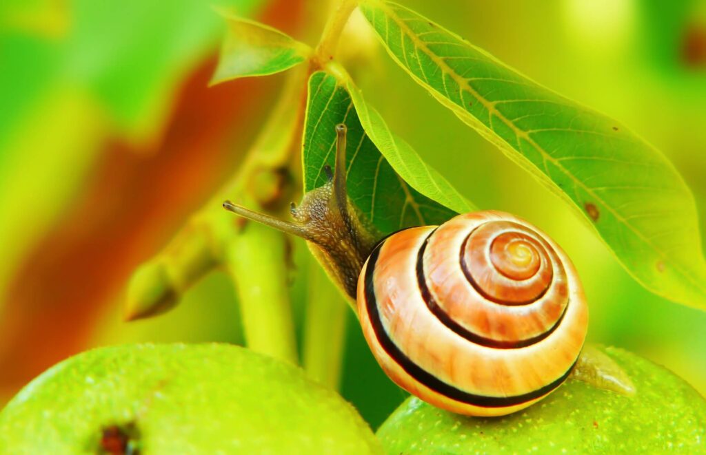 Erstaunlich Mini Schnecken Bekämpfen Ebenbild